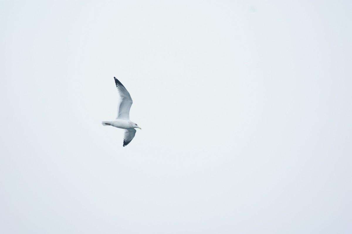 American Herring Gull - ML94732461