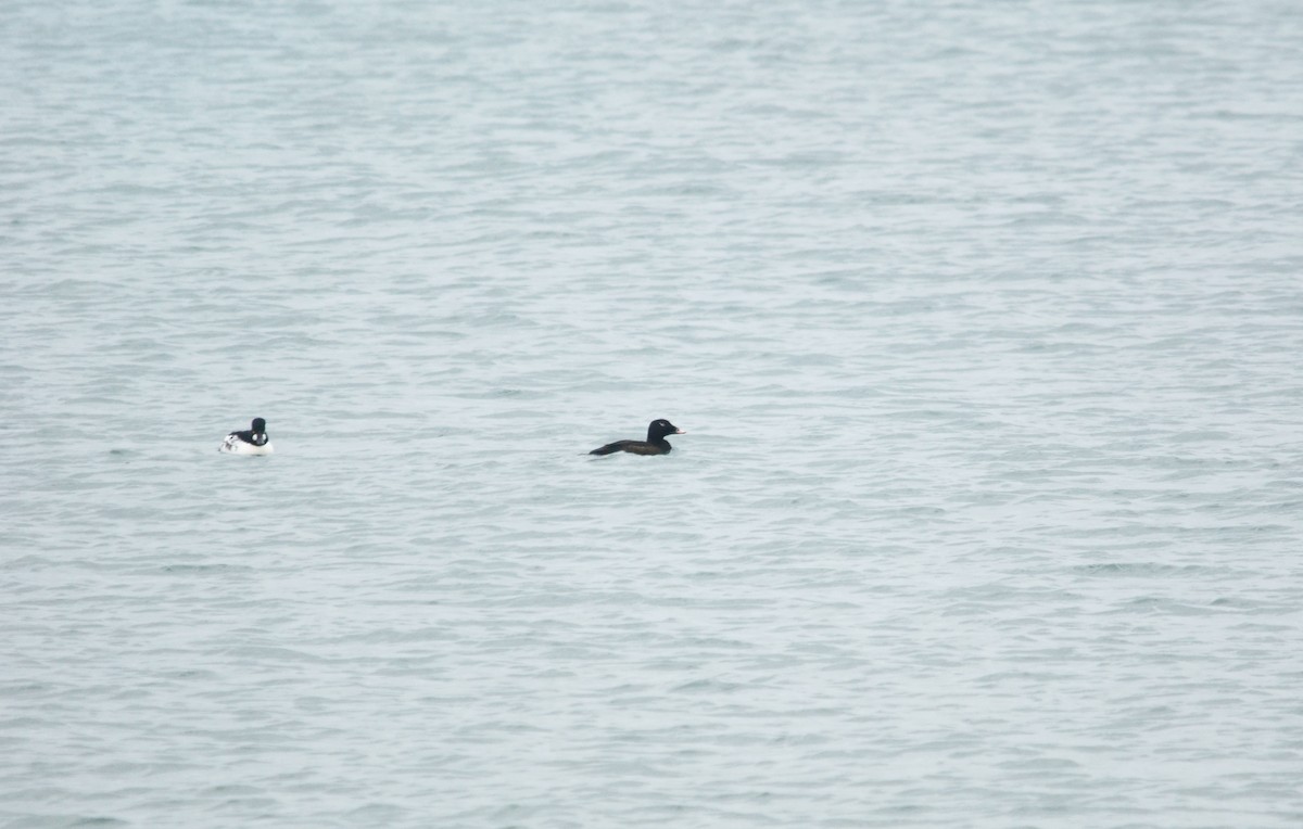 White-winged Scoter - ML94732521