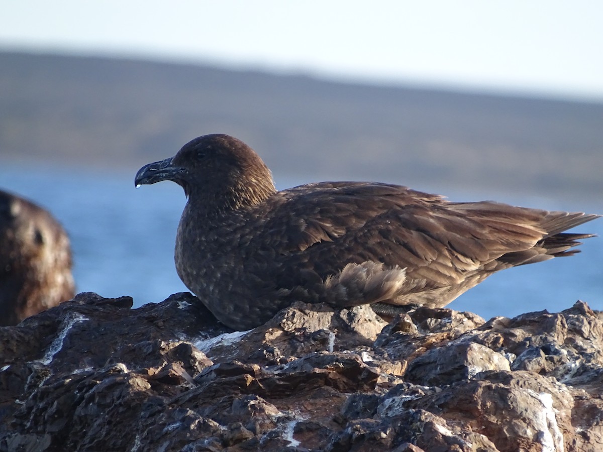 Brown Skua - ML94732781