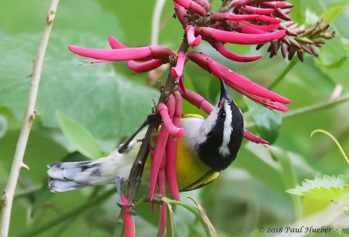 Bananaquit (Bahamas) - Paul Hueber