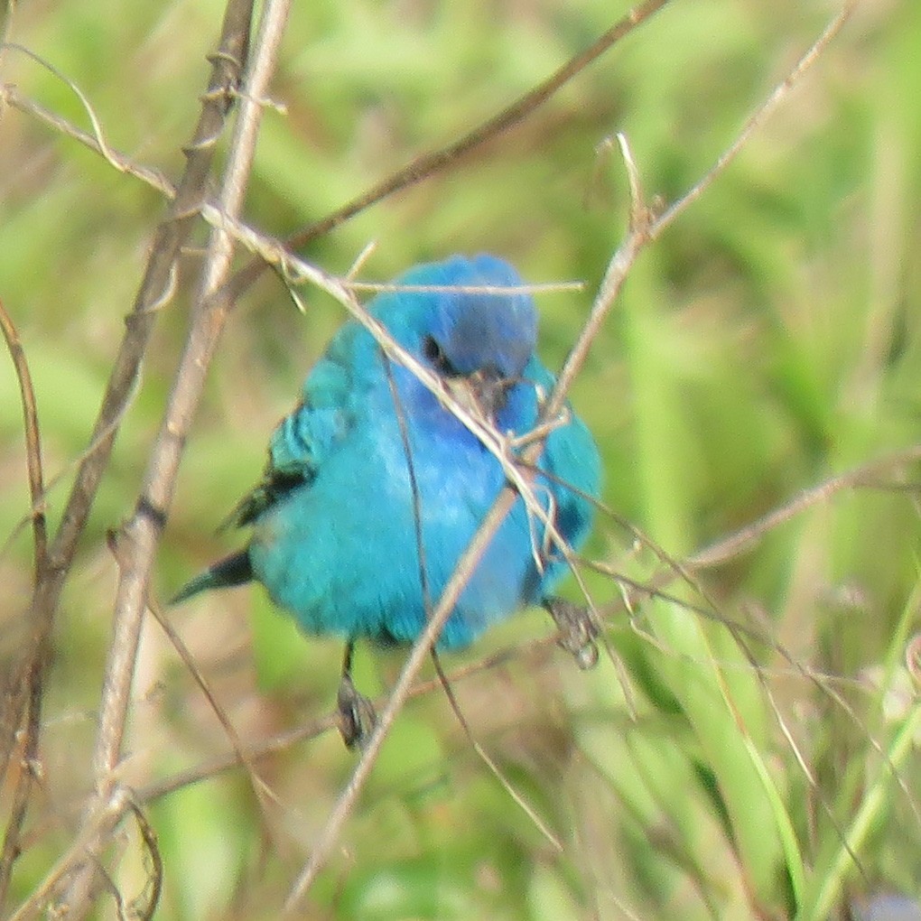 Indigo Bunting - ML94737051