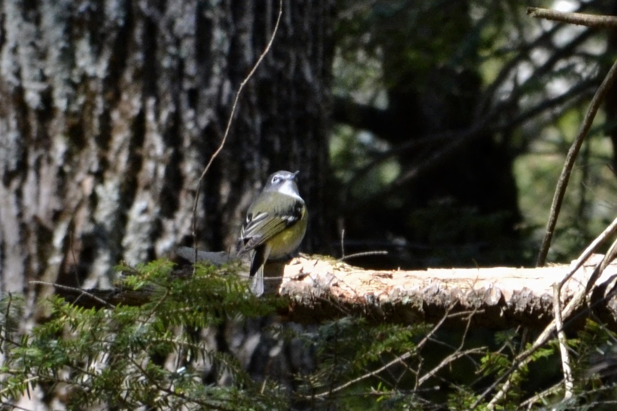 Blue-headed Vireo - ML94737091