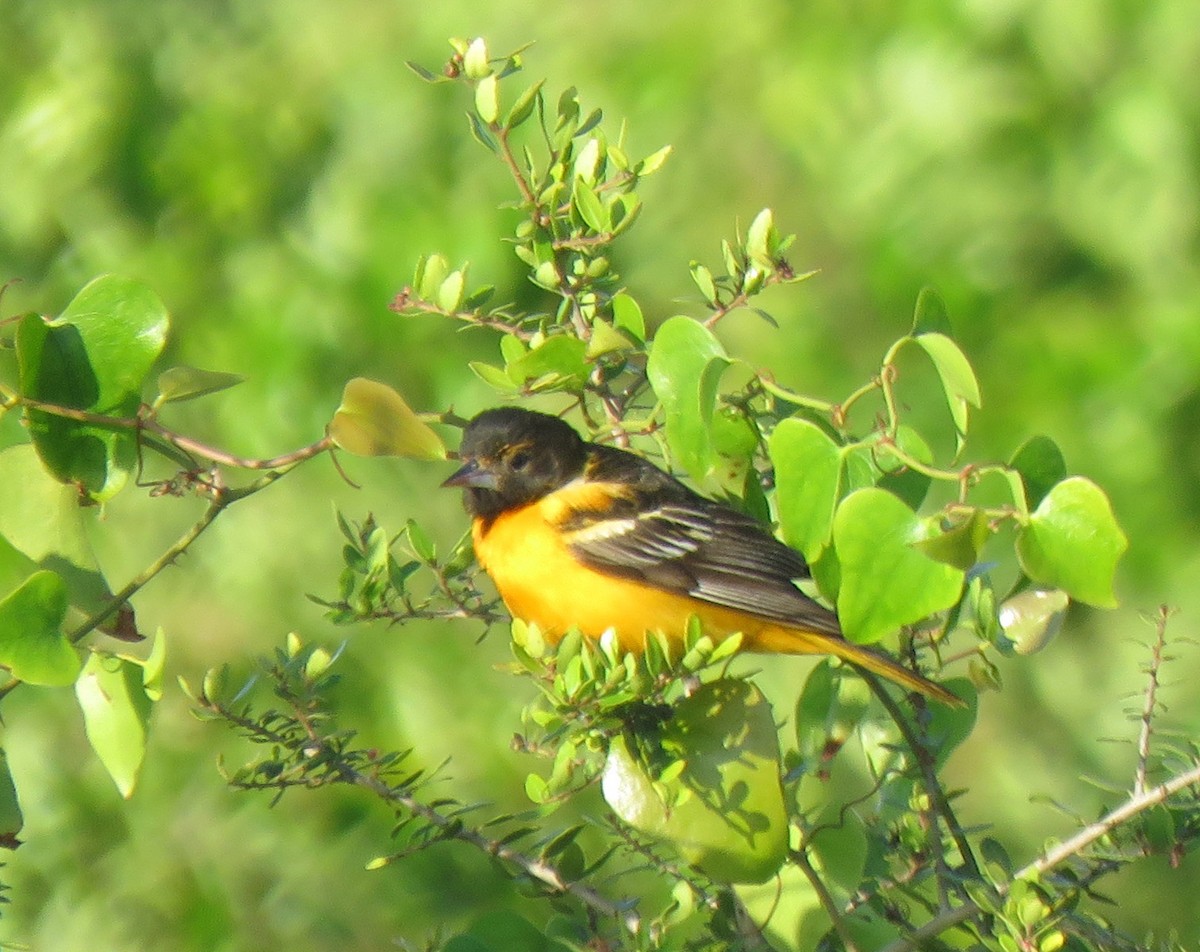 Baltimore Oriole - ML94737641