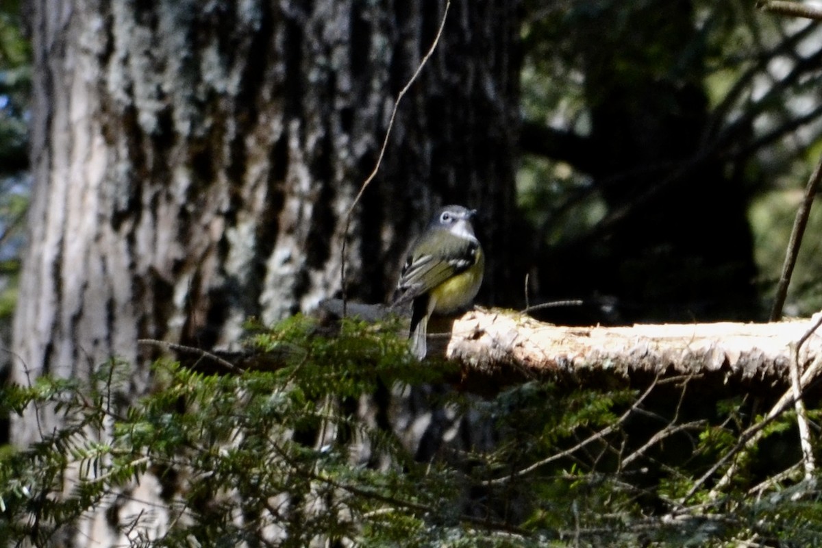 Blue-headed Vireo - ML94737721