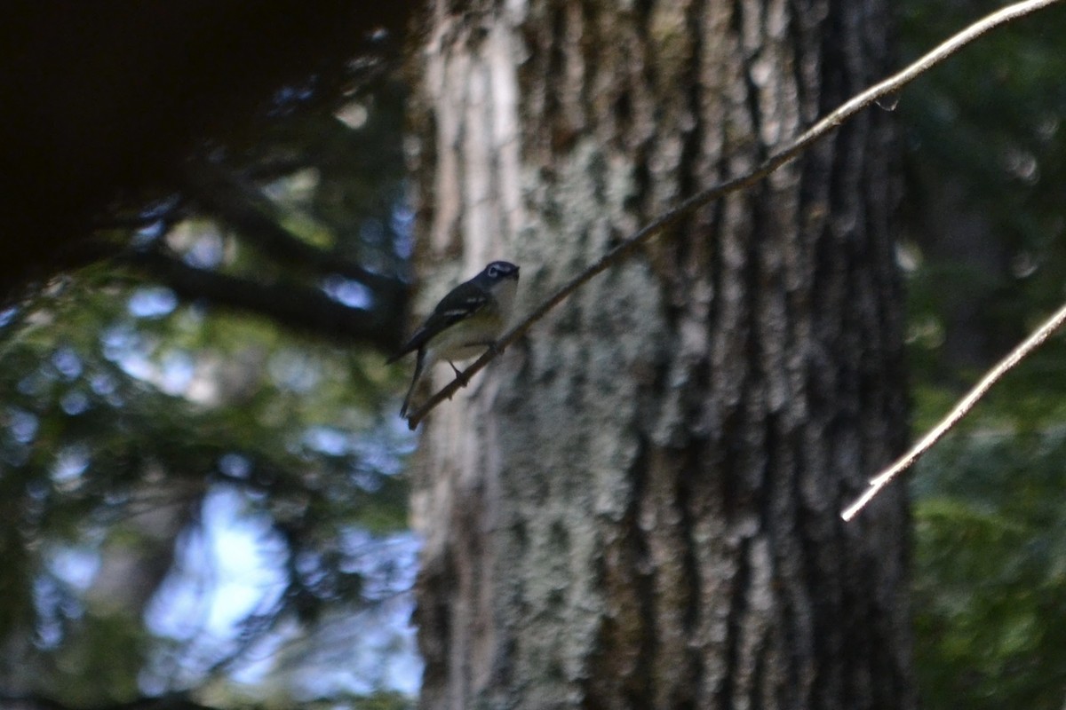 Blue-headed Vireo - ML94737741