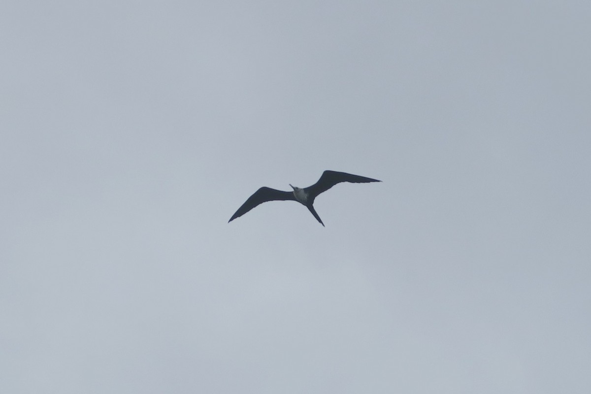 Magnificent Frigatebird - ML94738461