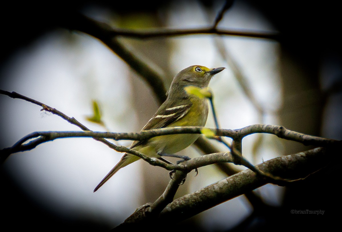 White-eyed Vireo - Brian Murphy