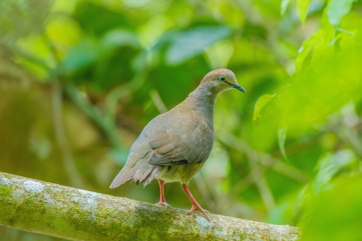 Gray-chested Dove - ML94739661