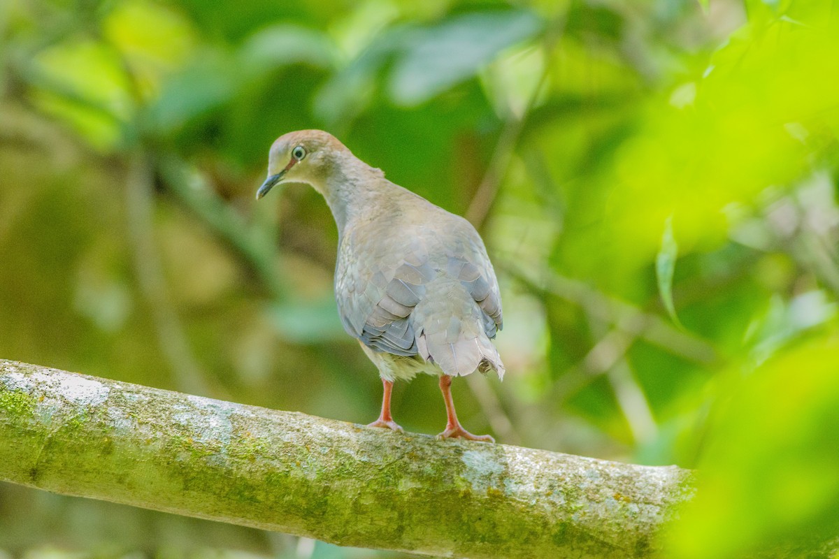 Gray-chested Dove - ML94739751