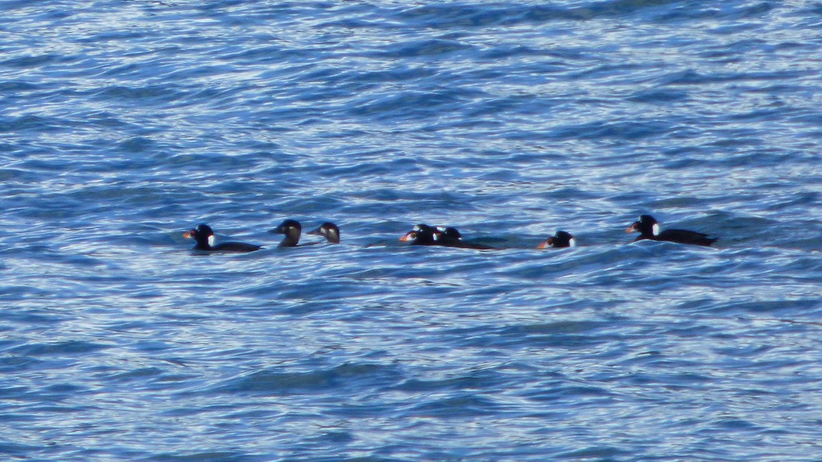 Surf Scoter - ML94739781