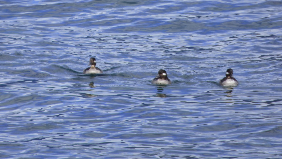 Bufflehead - Matthew Danihel