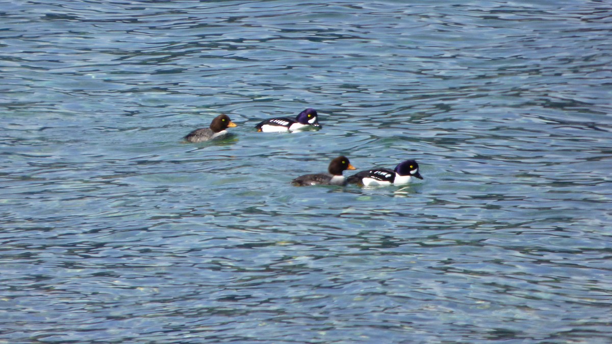 Barrow's Goldeneye - ML94739841