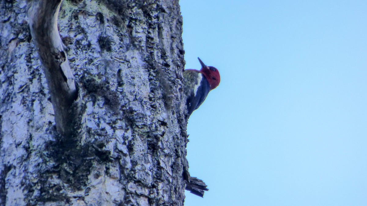 Red-breasted Sapsucker - ML94739881