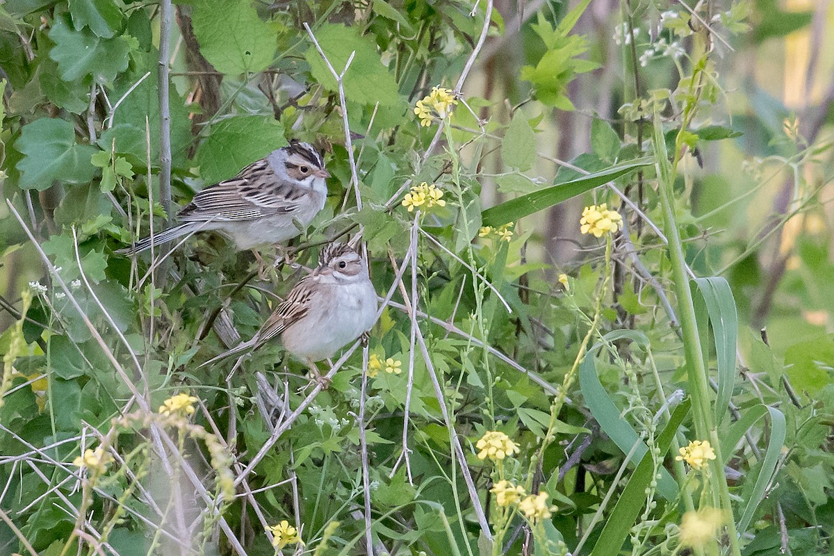 Clay-colored Sparrow - Mike Stewart