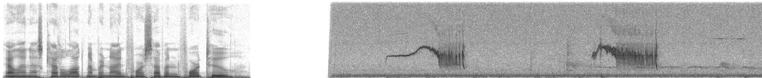 Sırtı Pullu Karıncakuşu (griseiventris) - ML94742