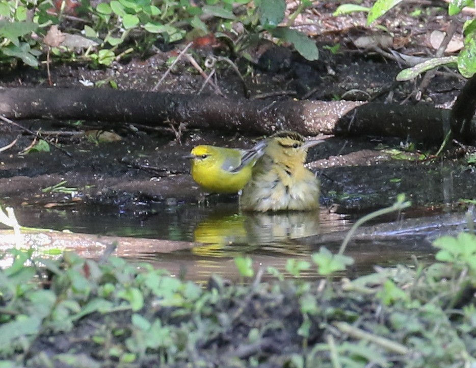 Worm-eating Warbler - ML94742491