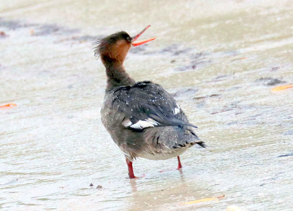 Red-breasted Merganser - ML94744681