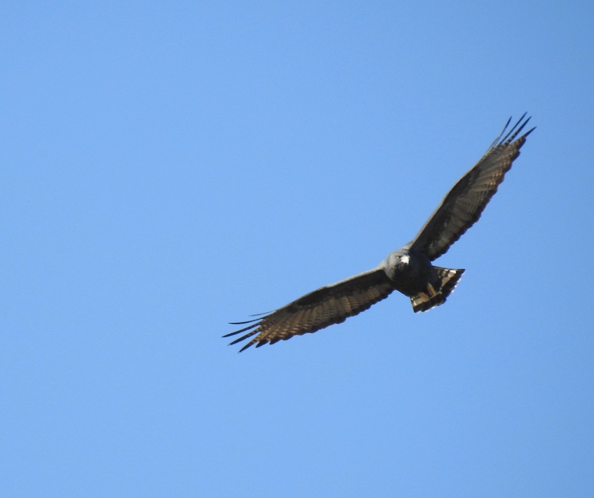 Zone-tailed Hawk - Bob Nieman
