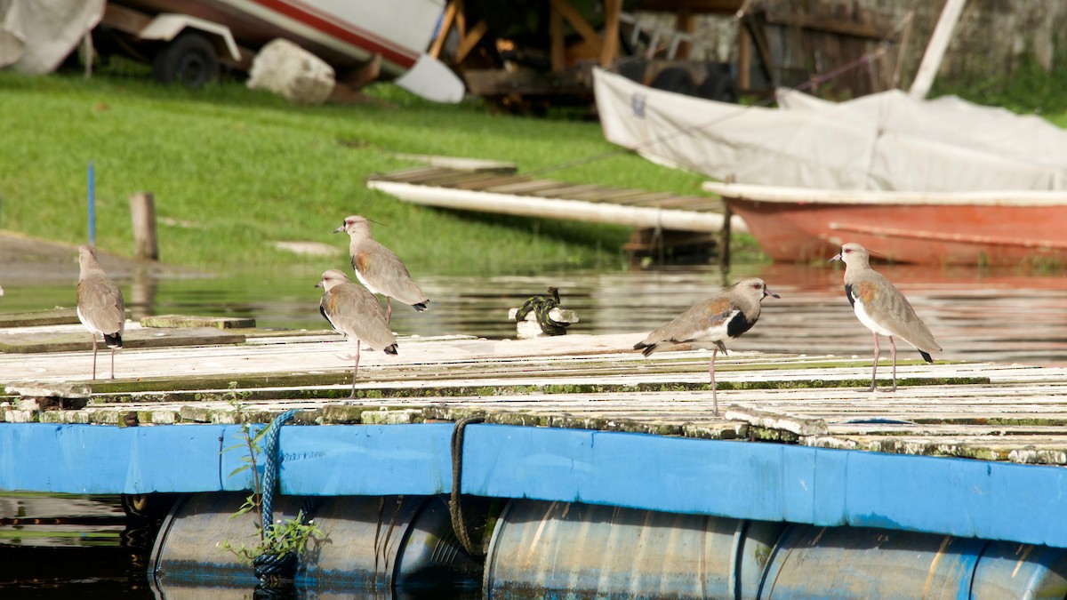 Southern Lapwing - ML94748161