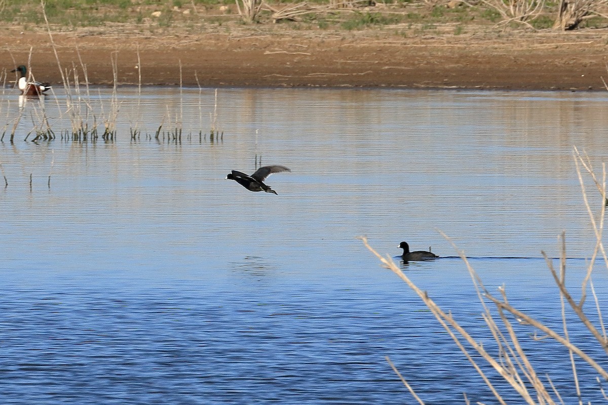 American Coot - ML94748201