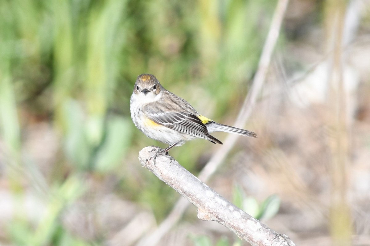 Yellow-rumped Warbler - Dawn Abbott