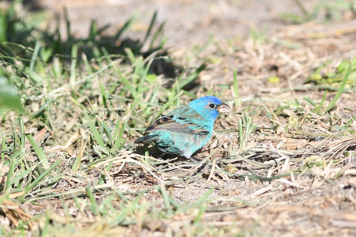 Indigo Bunting - Dawn Abbott