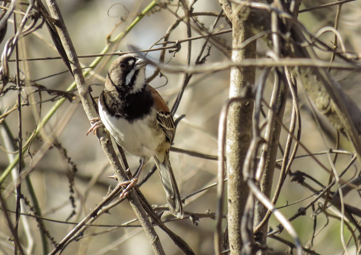 Black-chested Sparrow - luis casado