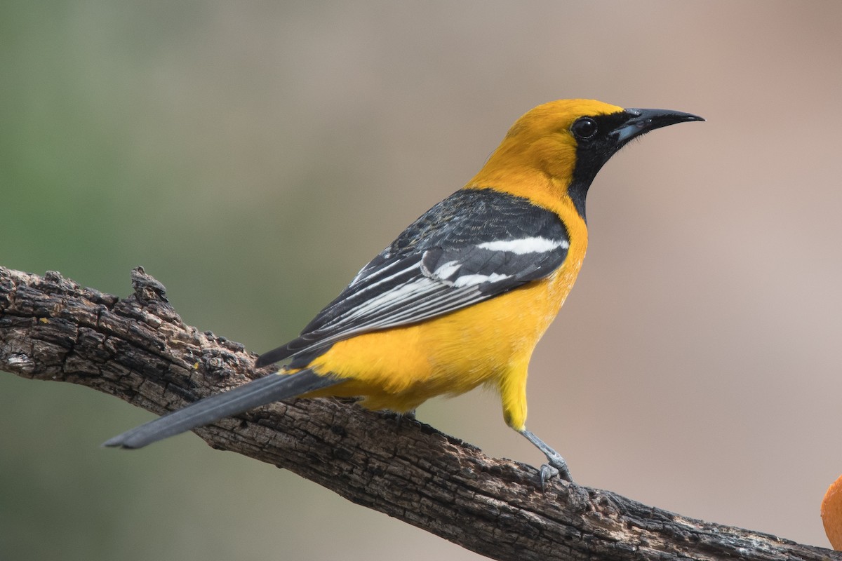 Hooded Oriole - ML94749131