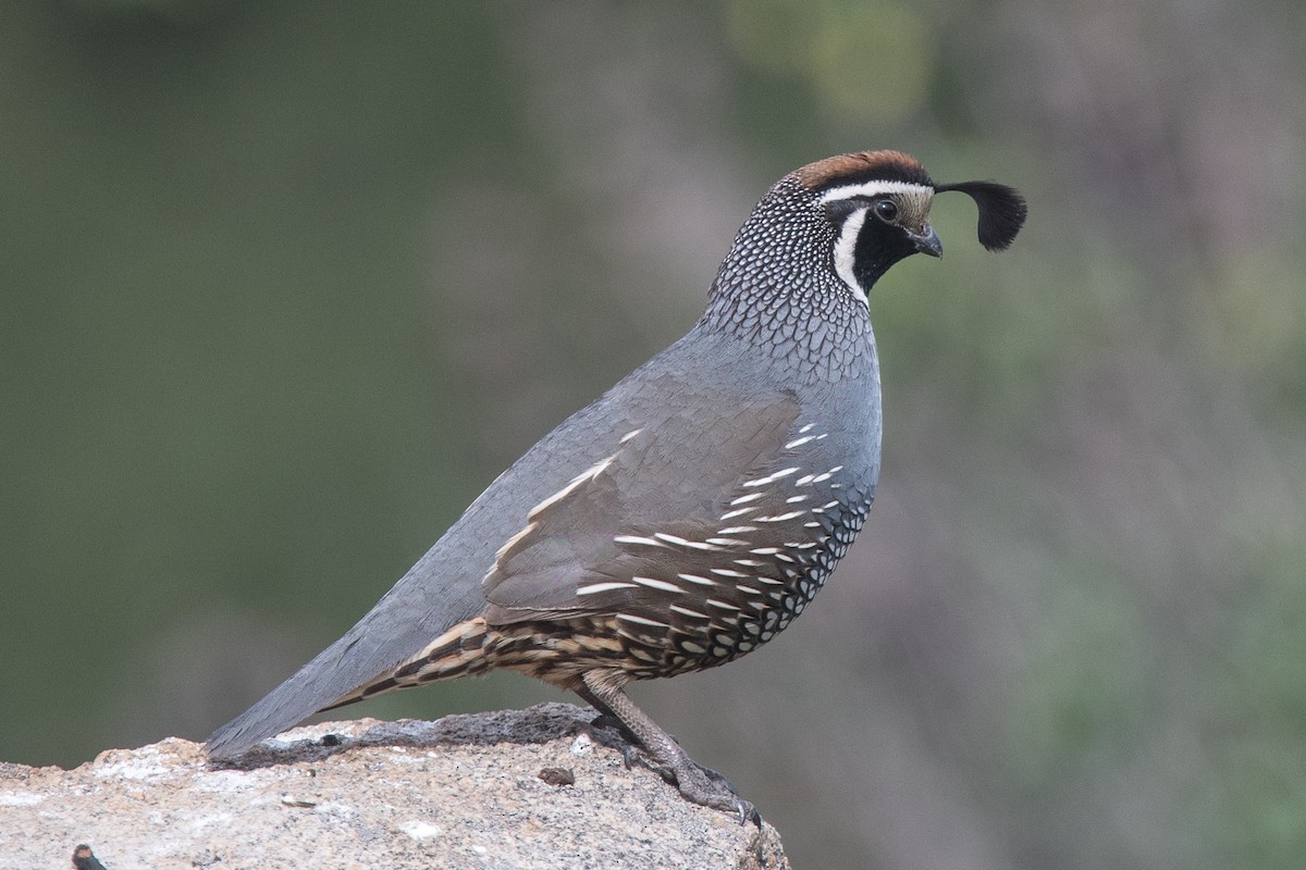 California Quail - Nancy Christensen