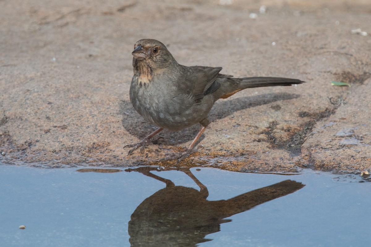 California Towhee - ML94749661