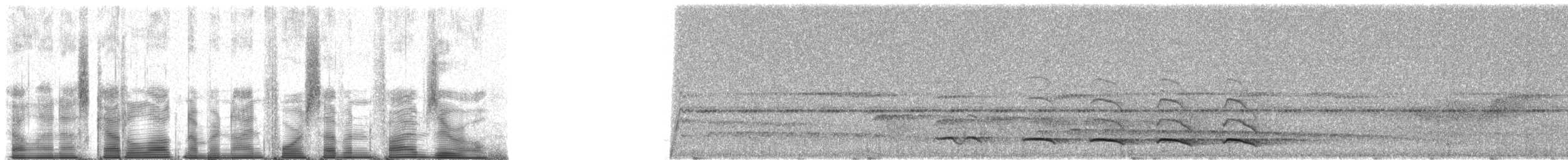Trogon rosalba (groupe collaris) - ML94750
