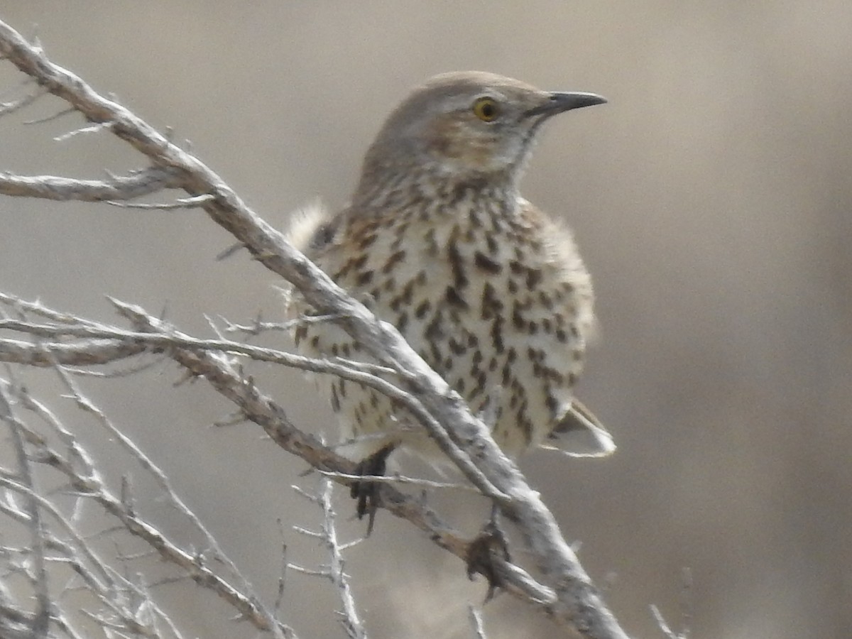 Sage Thrasher - ML94752151