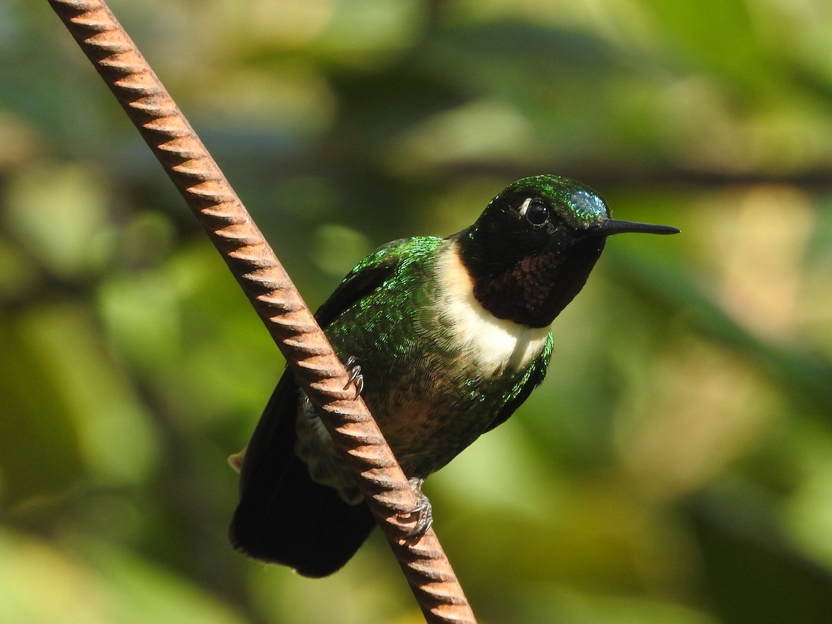 Amethyst-throated Sunangel - ML94753881