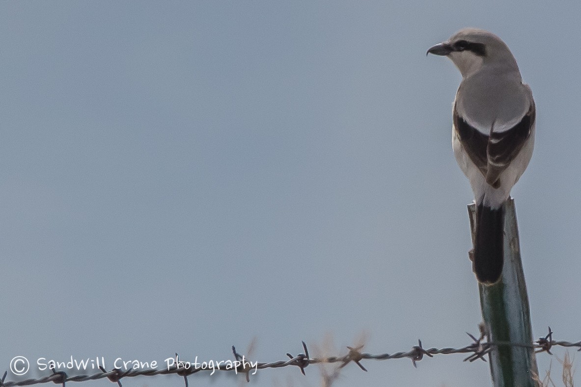 Northern Shrike - ML94755521