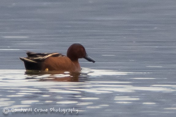 Cinnamon Teal - ML94756821