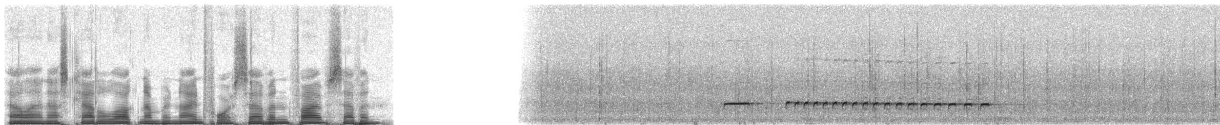 Graubrust-Ameisendrossel - ML94757