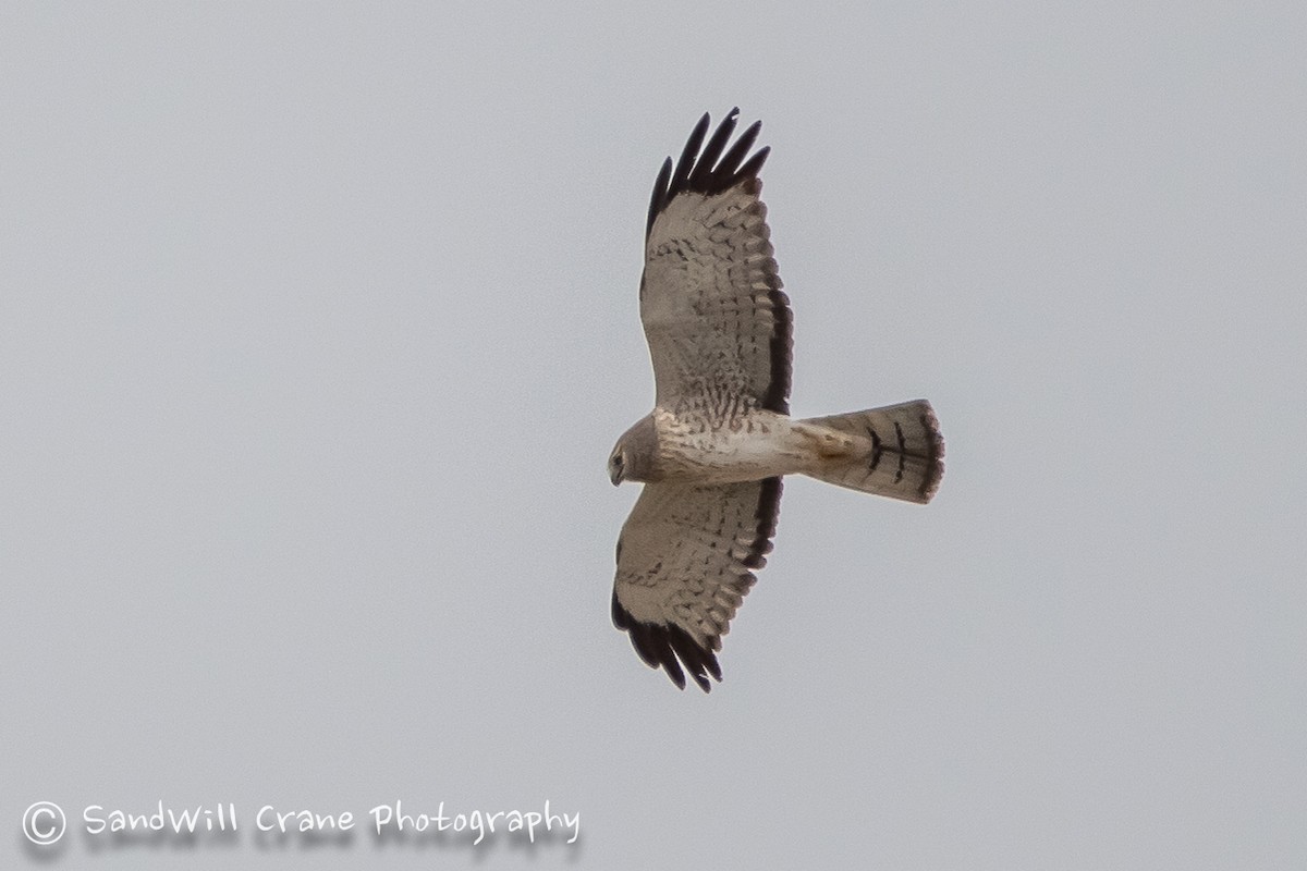 Northern Harrier - ML94757241