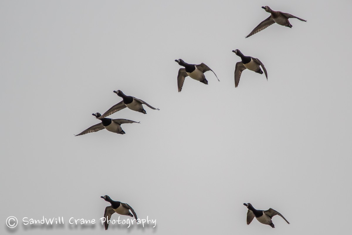 Ring-necked Duck - ML94758031