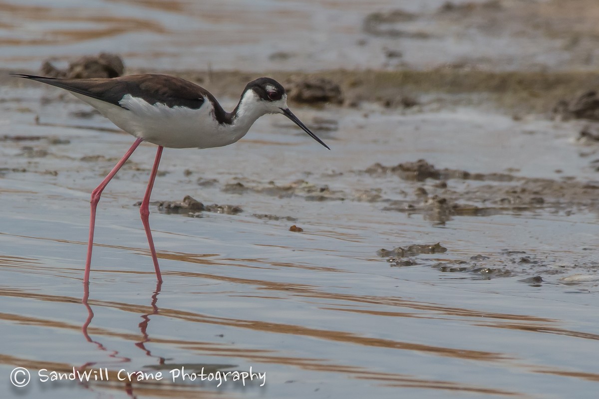 Black-necked Stilt - ML94759491