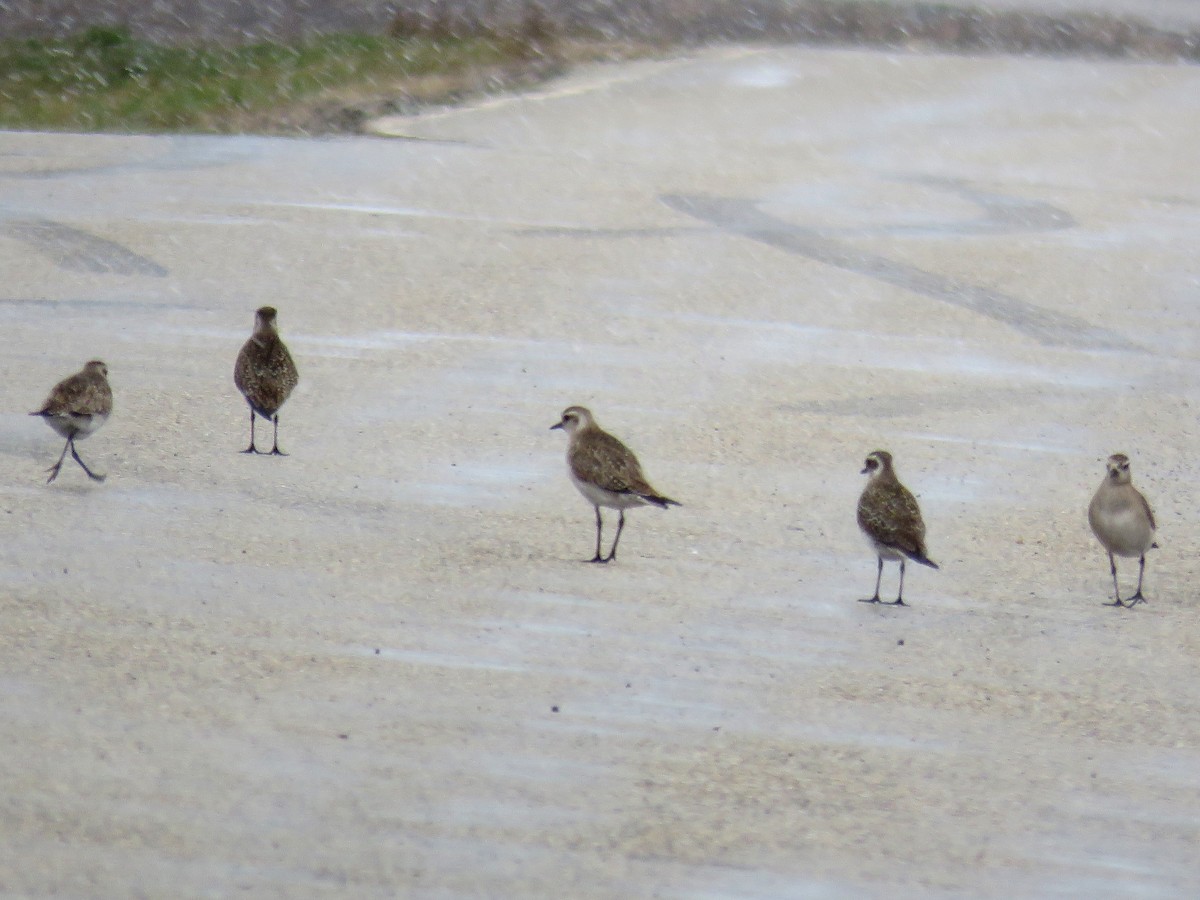 American Golden-Plover - ML94760121