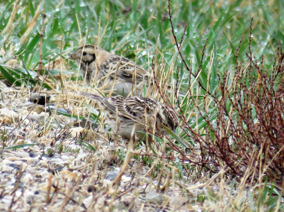 Lapland Longspur - ML94760371