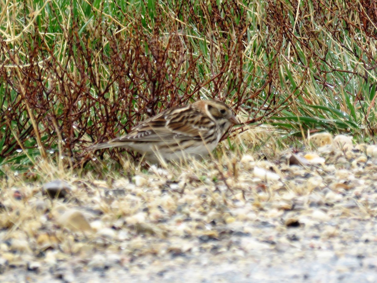 Lapland Longspur - ML94760381