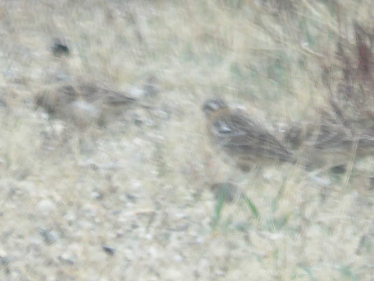 Smith's Longspur - ML94760631