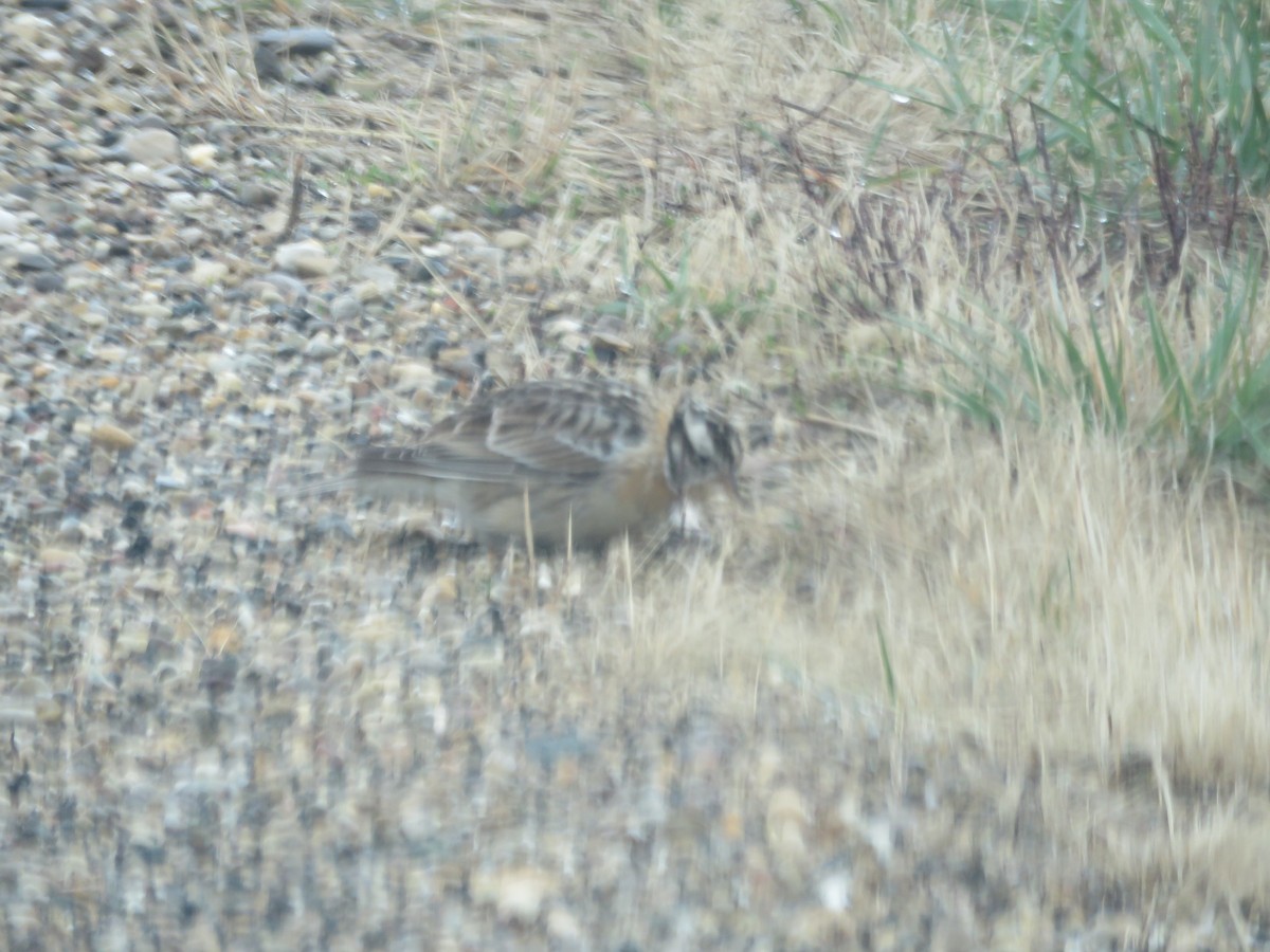 Smith's Longspur - ML94760671