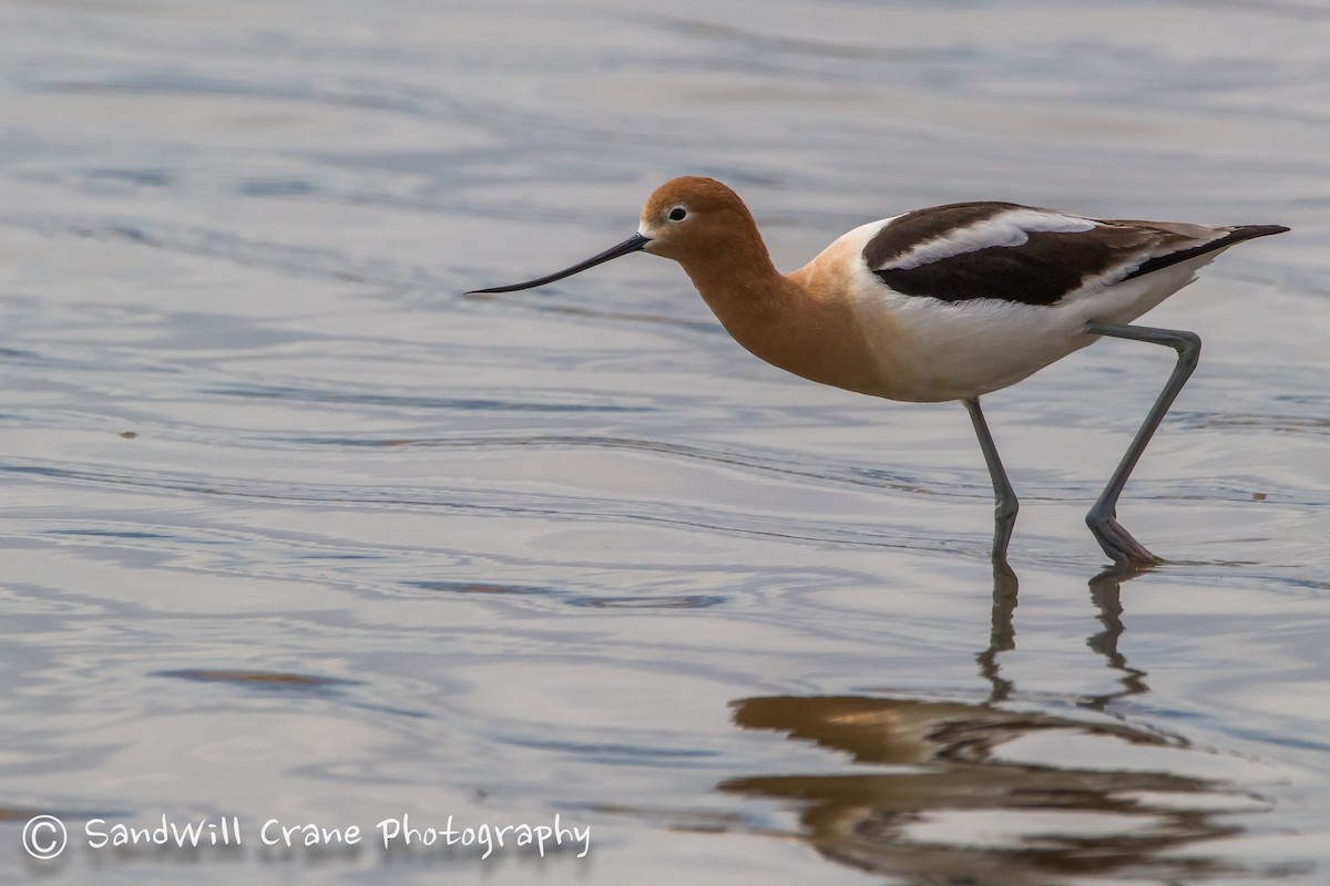 American Avocet - ML94762071