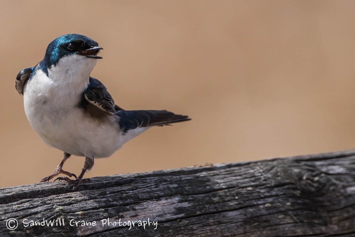 Golondrina Bicolor - ML94762351