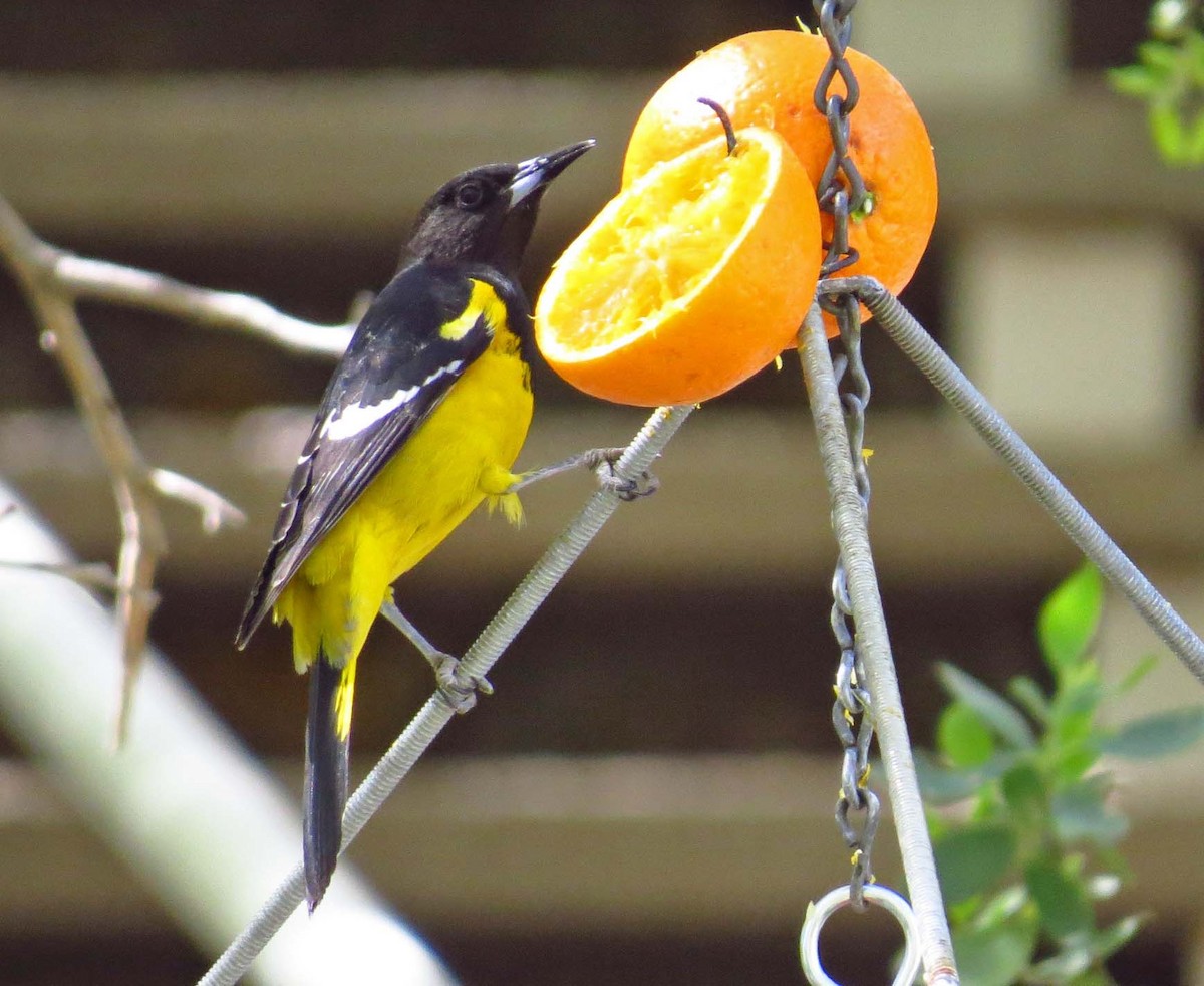 Scott's Oriole - ML94762601