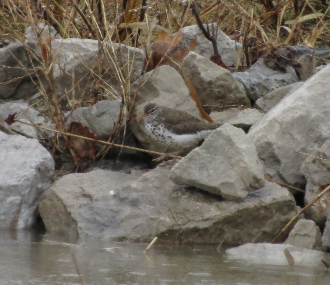 Spotted Sandpiper - ML94762751