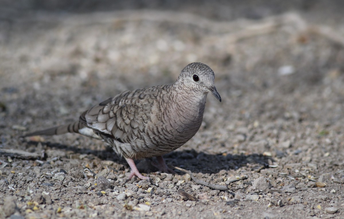 Inca Dove - ML94763631