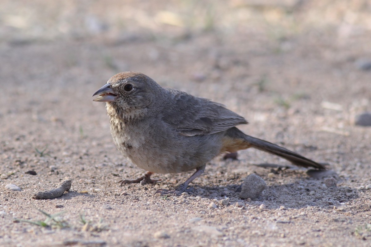 Canyon Towhee - ML94763881